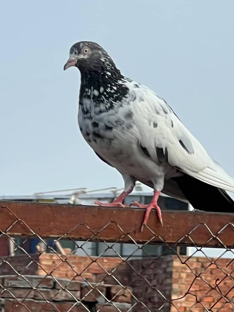 breeder pair 8