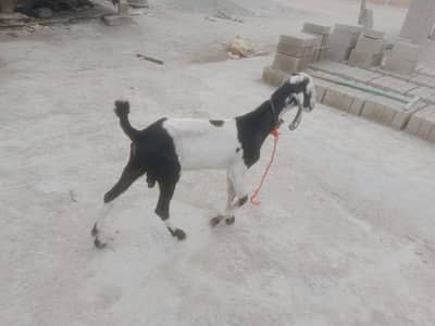 Bakra for sale age 5 month full active