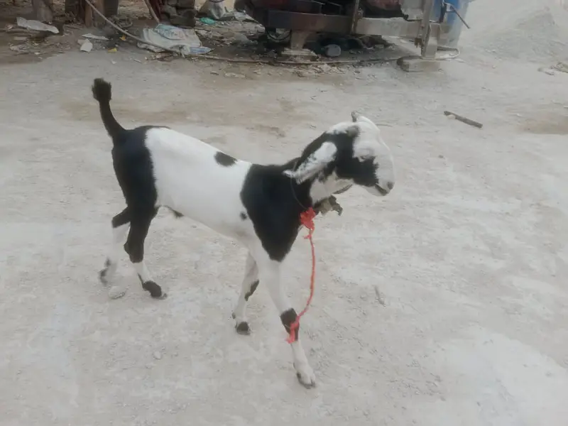 Bakra for sale age 5 month full active — photo 2