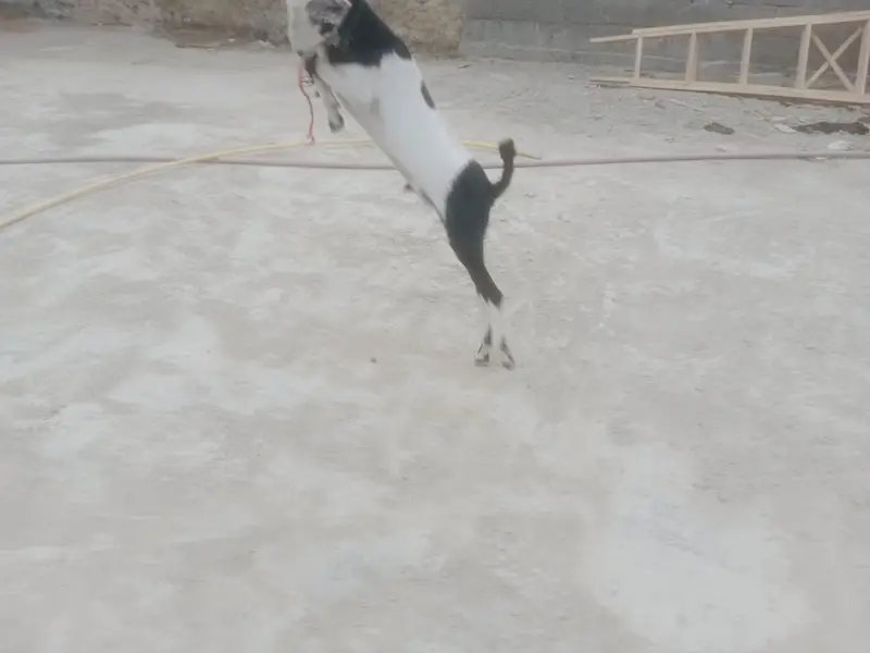Bakra for sale age 5 month full active — photo 3