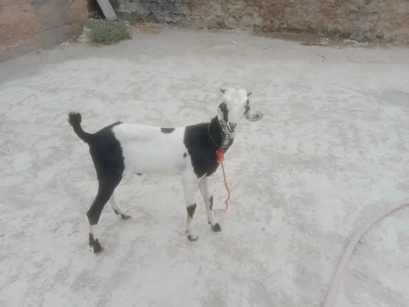 Bakra for sale age 5 month full active — photo 4