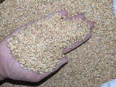 Wheat Seed (Gandum) – 15 Bags – Cleaned & Treated – Islamabad