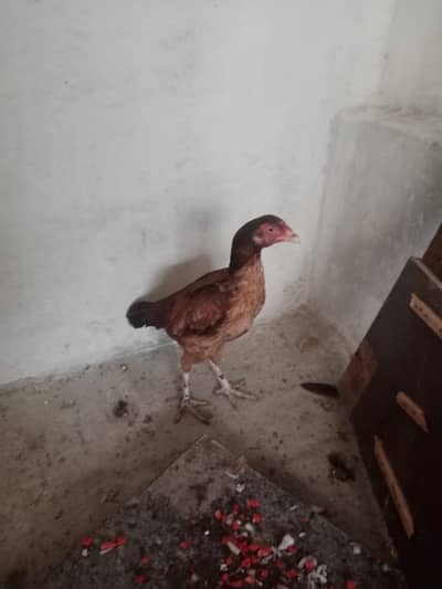 good hen aseel