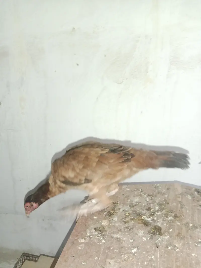 good hen aseel — photo 2