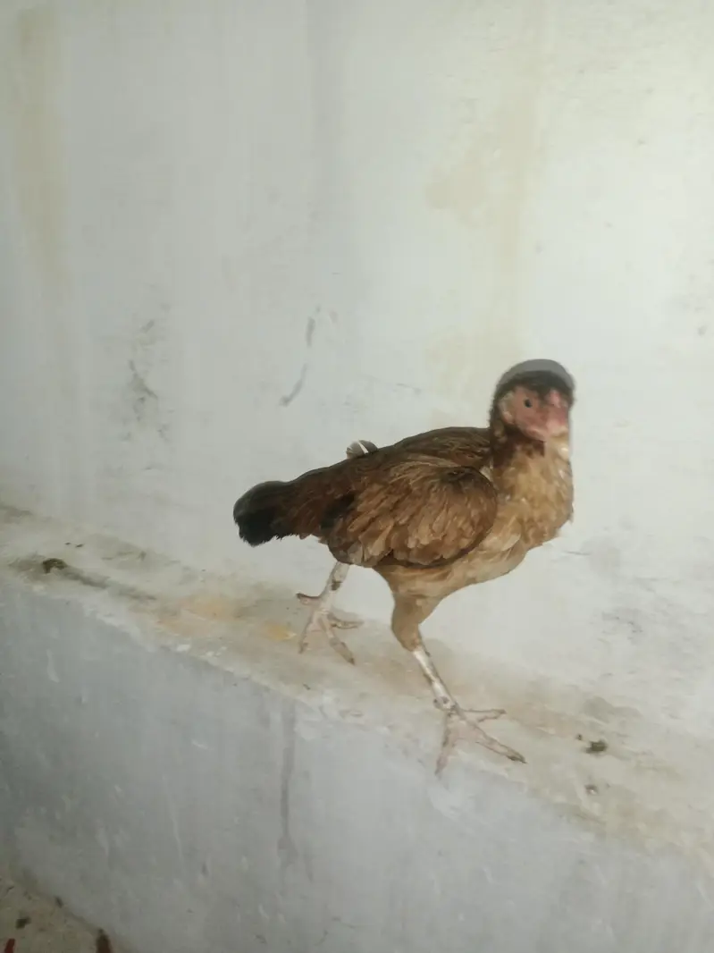 good hen aseel — photo 3