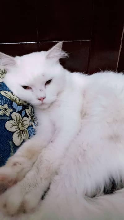 Persian cat