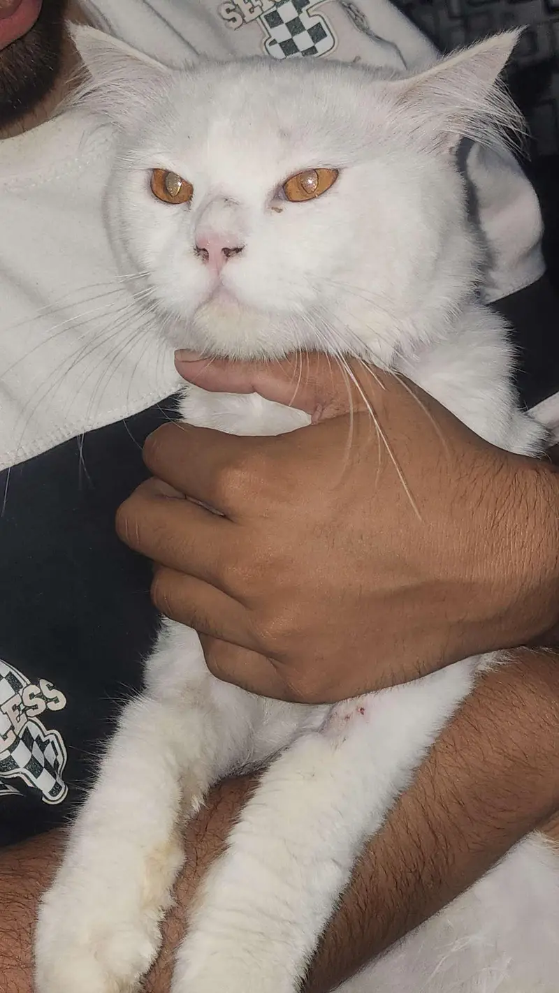 Persian cat — photo 2