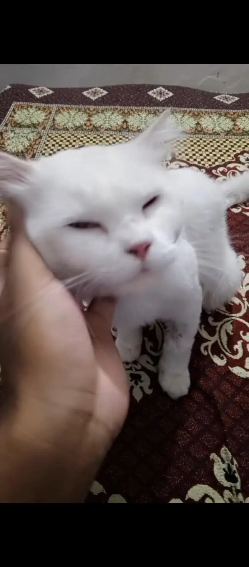 Persian cat — photo 3