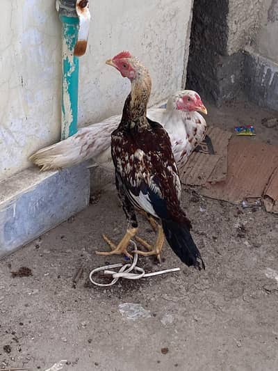 Desi murga or murgi
