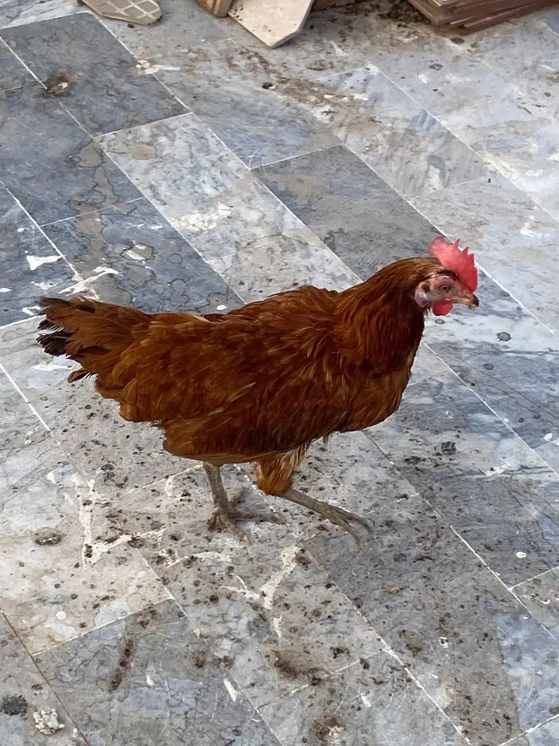 Desi murga or murgi — photo 2