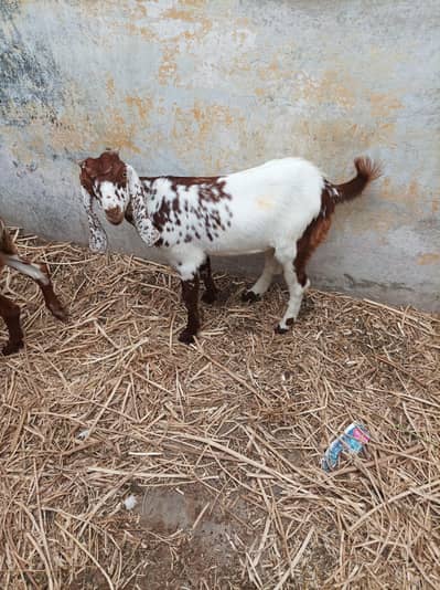 path age 4 month location landhi 36 b