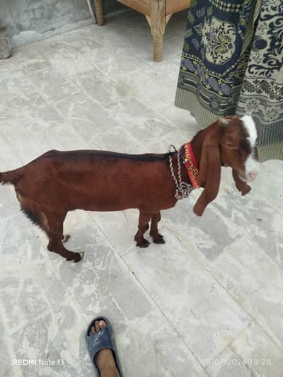 5 months ka hai bakra