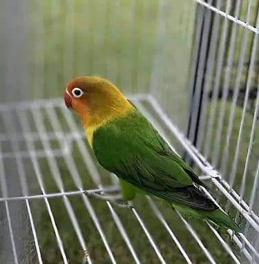 Love Bird only 1