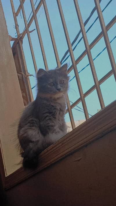 Persian grey male kitten