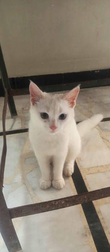 Persian cat for sale