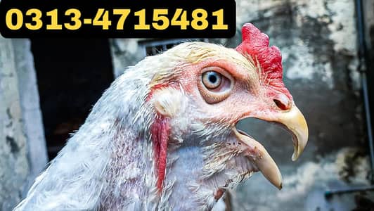 HEERA | QANDHARI | KANDHARI | PARROT BEAK