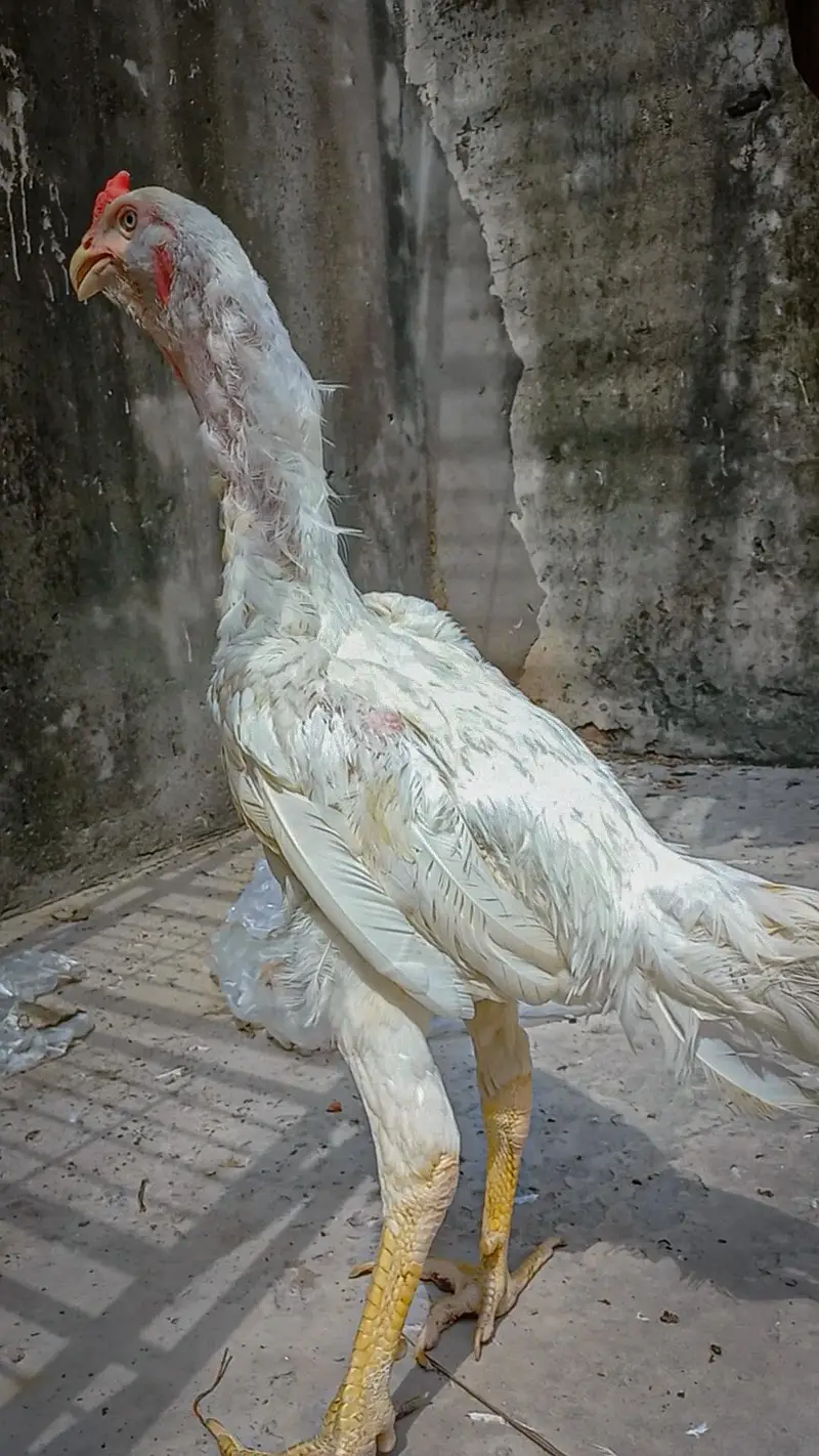 HEERA | QANDHARI | KANDHARI | PARROT BEAK — photo 4