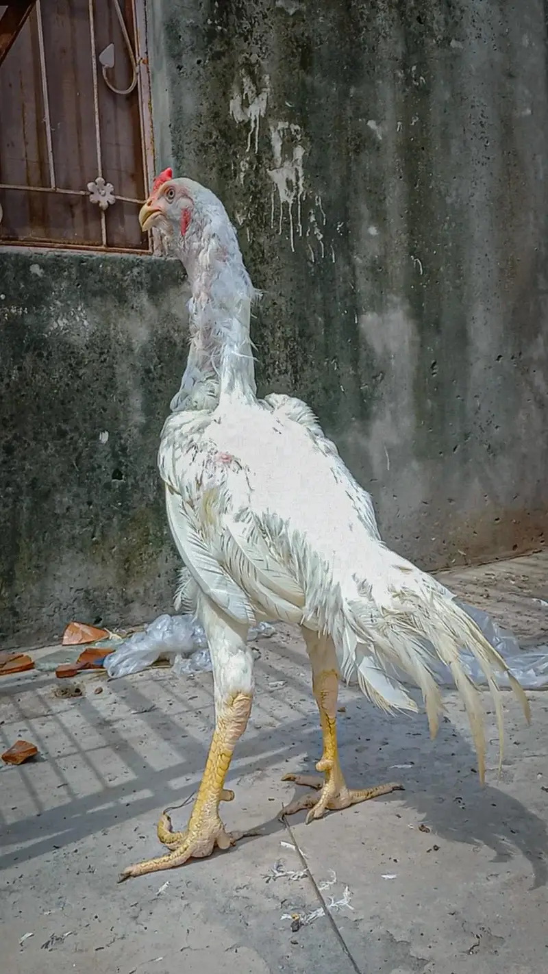 HEERA | QANDHARI | KANDHARI | PARROT BEAK — photo 5