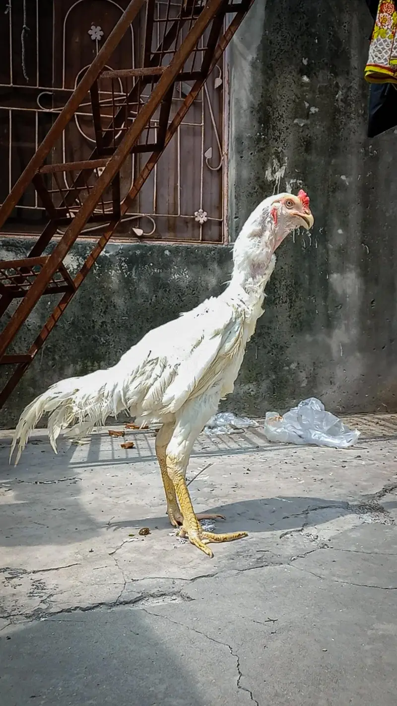 HEERA | QANDHARI | KANDHARI | PARROT BEAK — photo 6