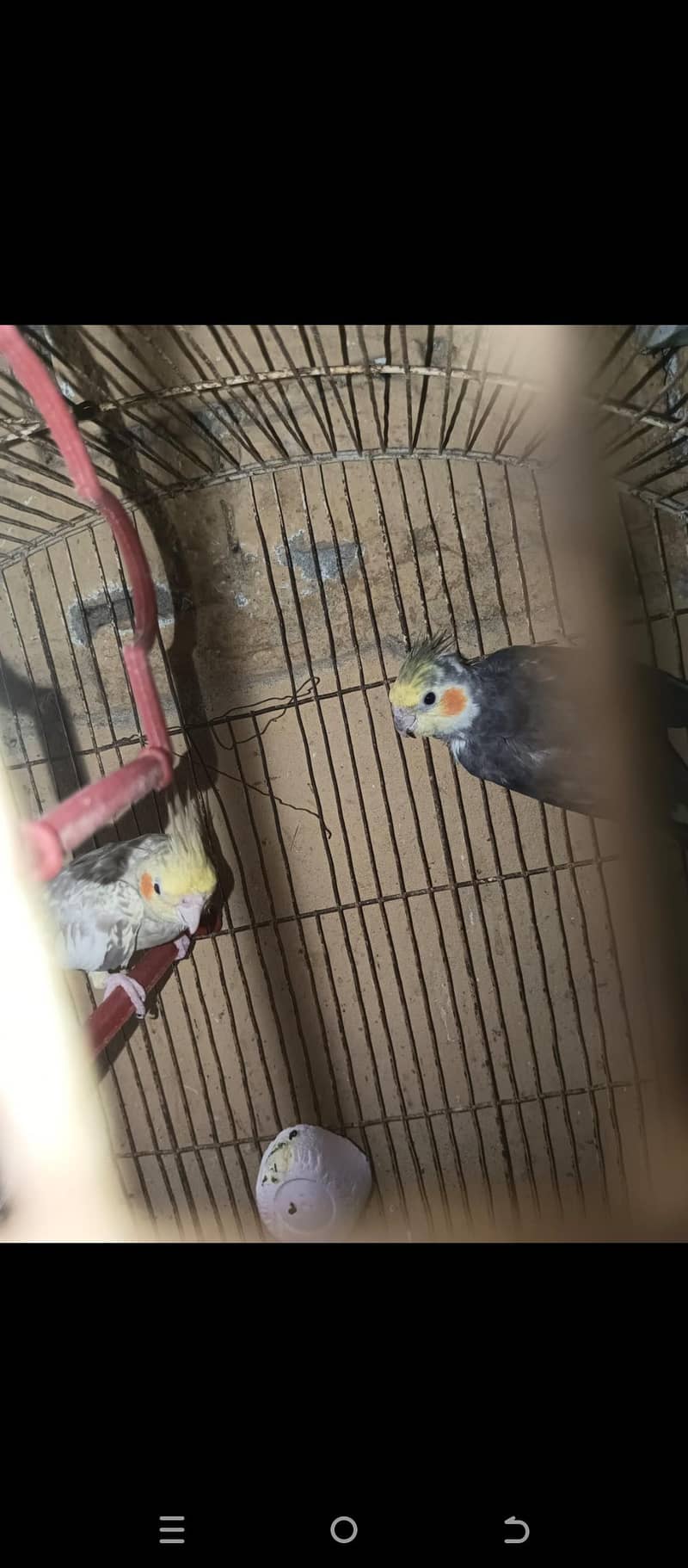cocktail pair 1