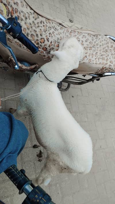 dumba for sale