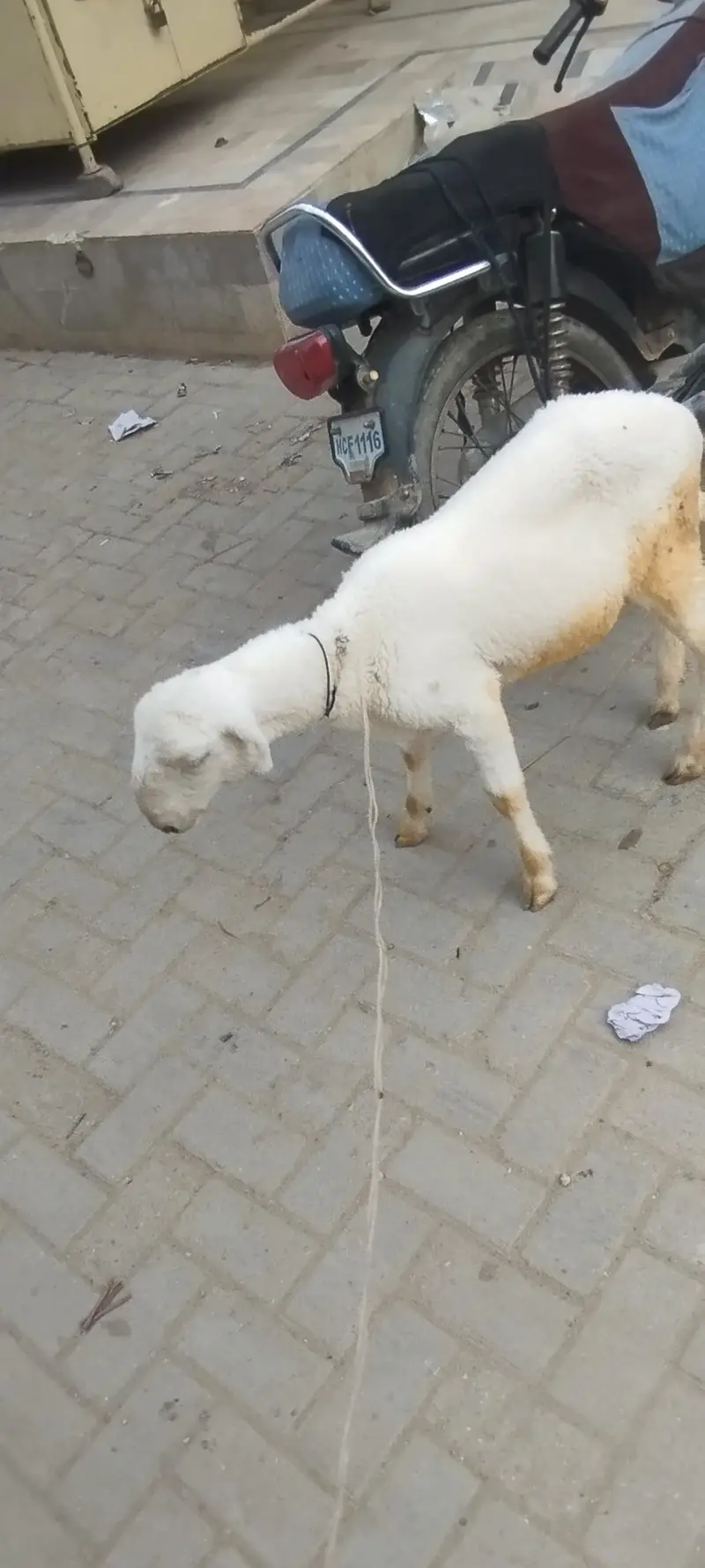 dumba for sale — photo 3
