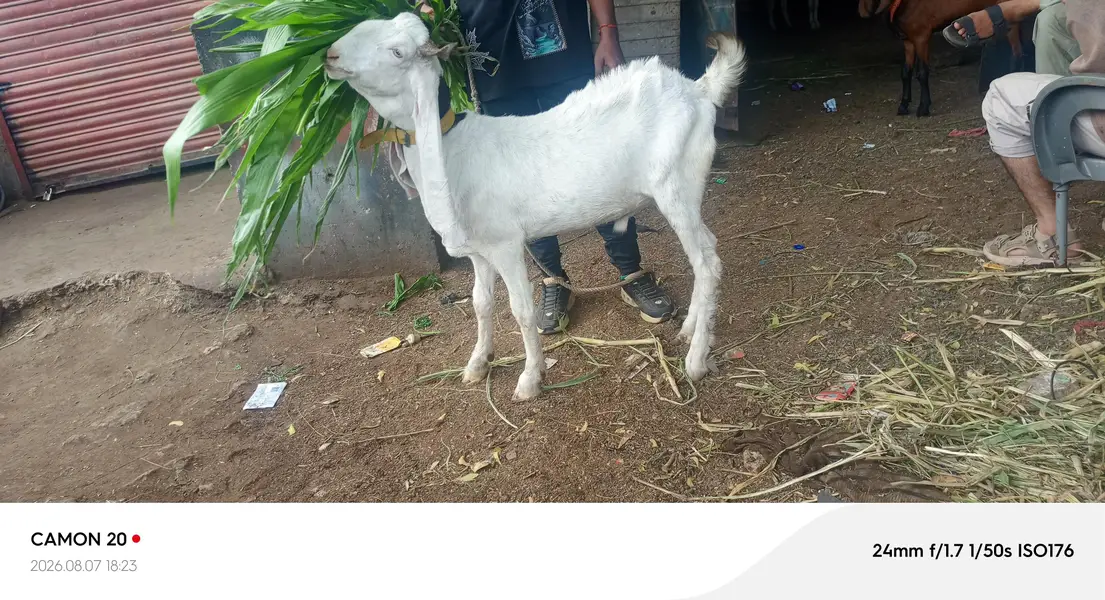 galabi pasa age 2 Dant ha abi Dant tore Ha live weight 42 — photo 2