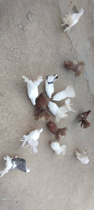 Pigeon for Sale