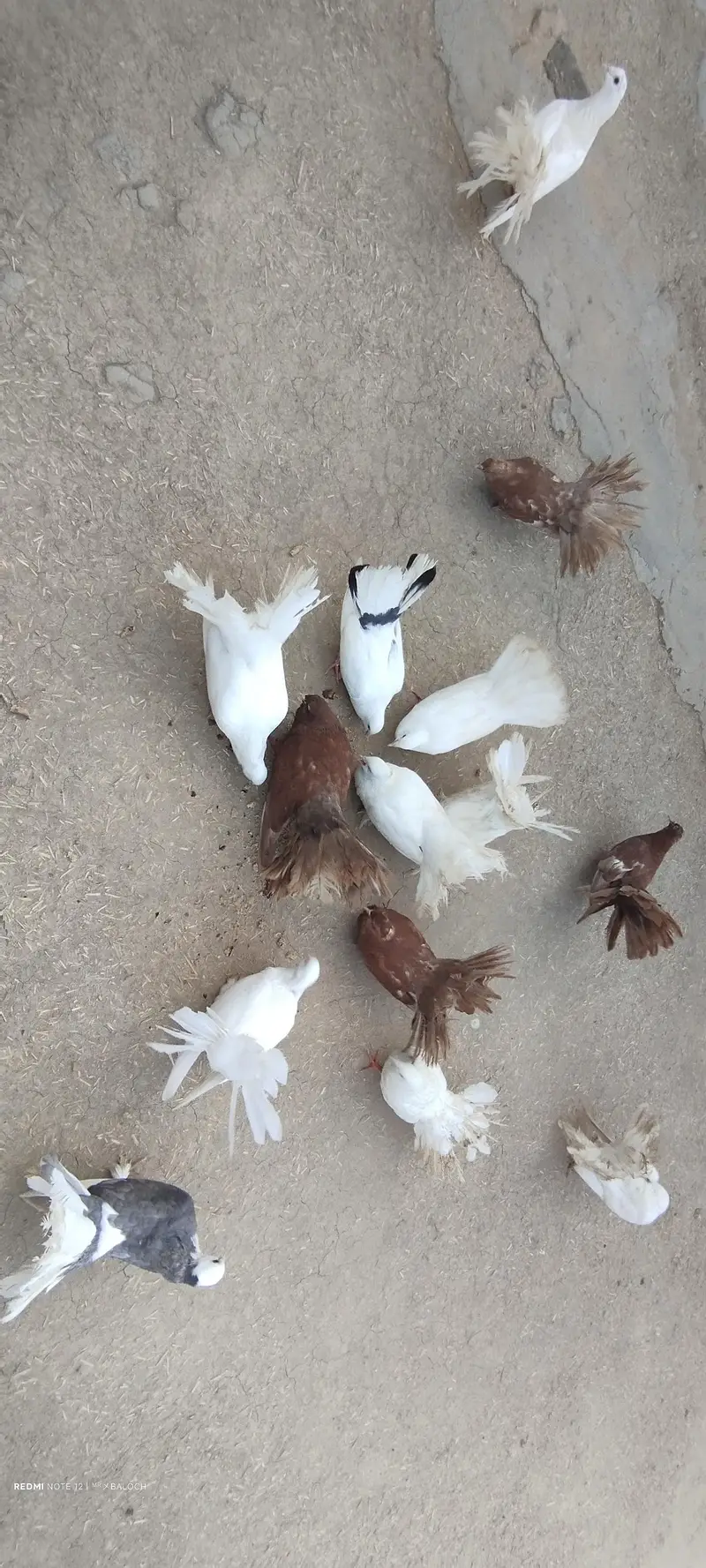 Pigeon for Sale