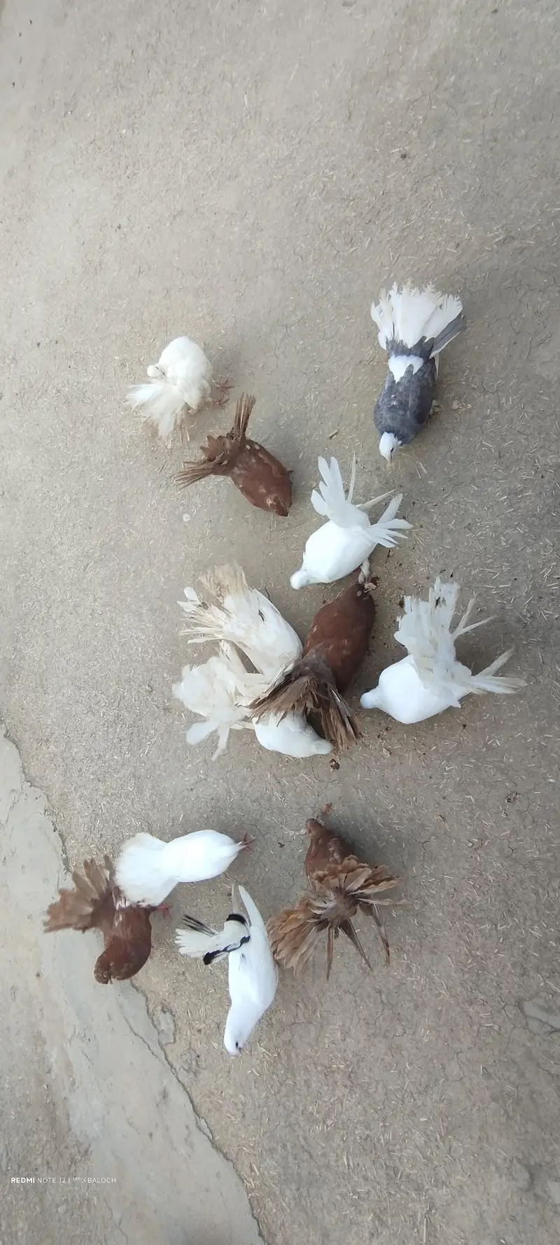 Pigeon for Sale — photo 2