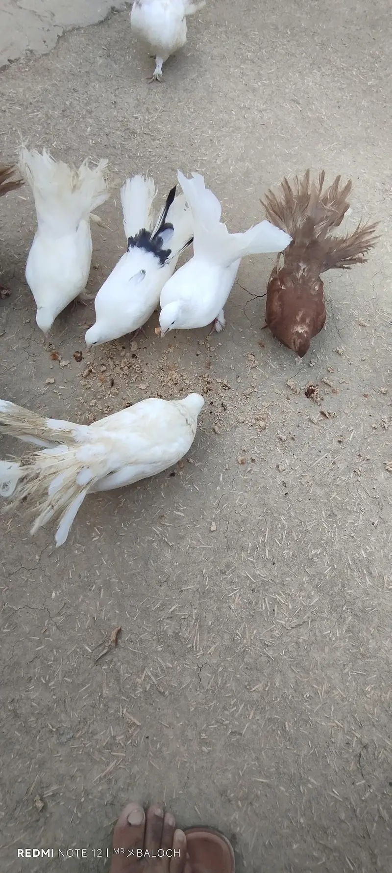Pigeon for Sale — photo 3