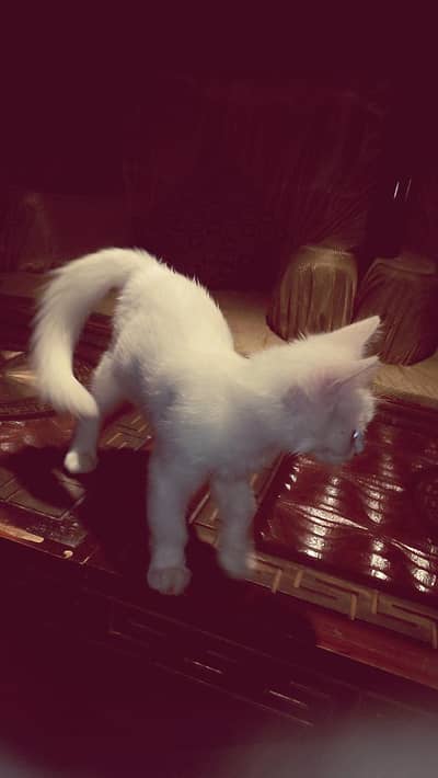 wight kitten with different eyes color