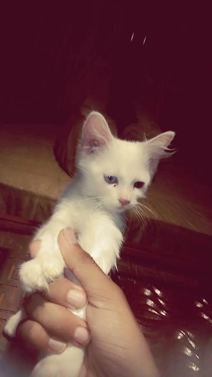 wight kitten with different eyes color — photo 2