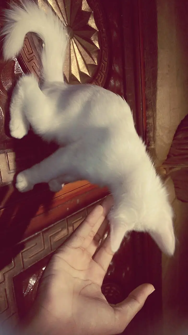 wight kitten with different eyes color — photo 3