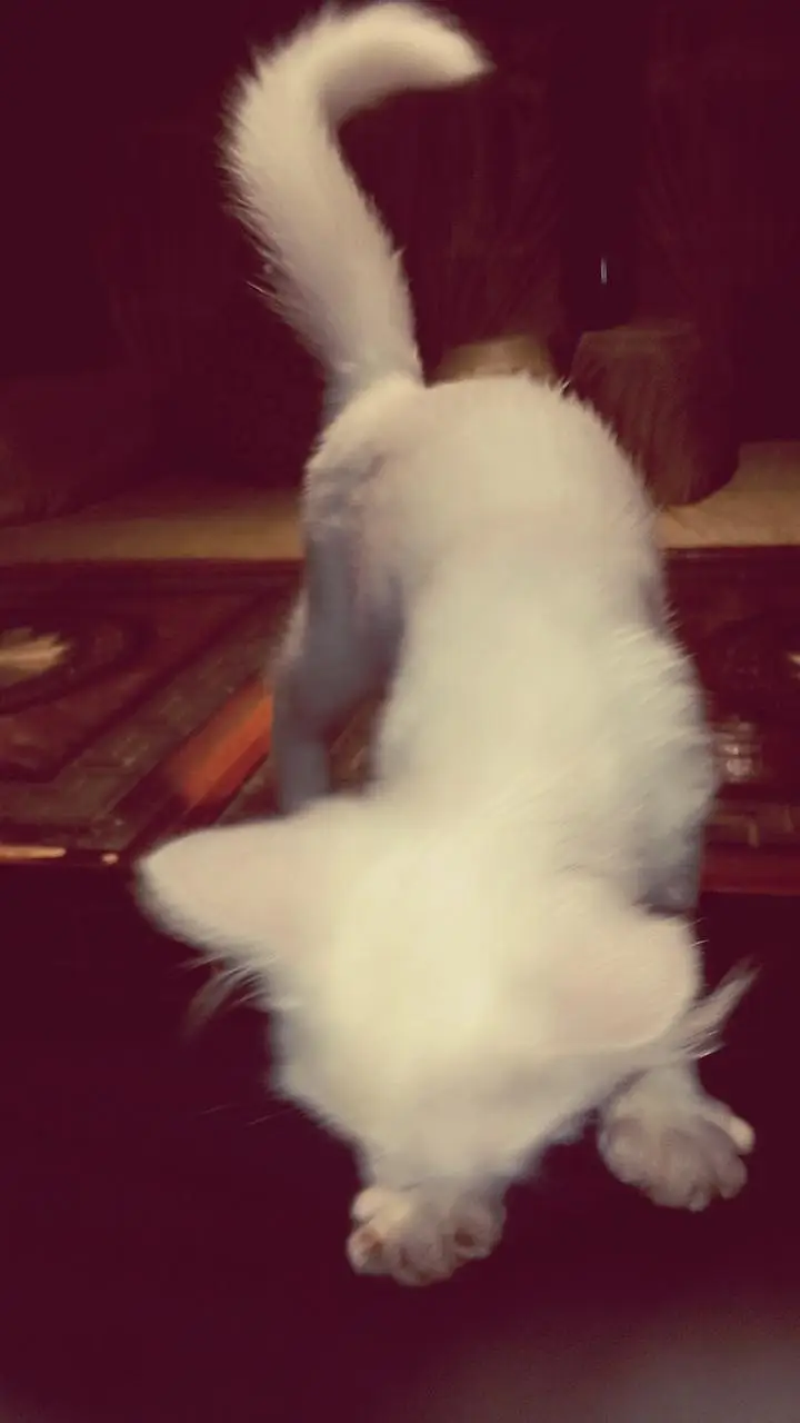 wight kitten with different eyes color — photo 4