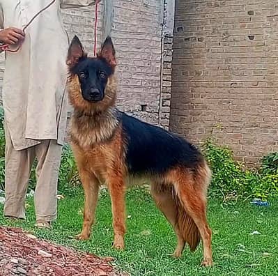 German Shepherd female long coat for sale 5 language black mass
