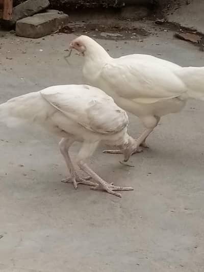 paper white Aseel chick 03158391157