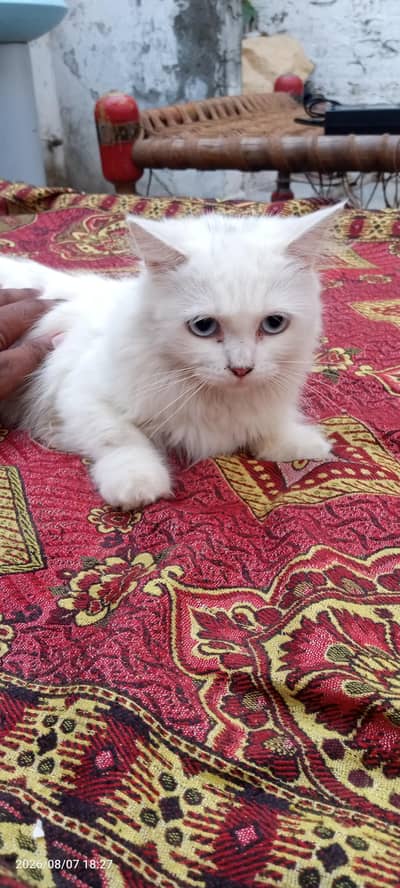 Persian cat for sale