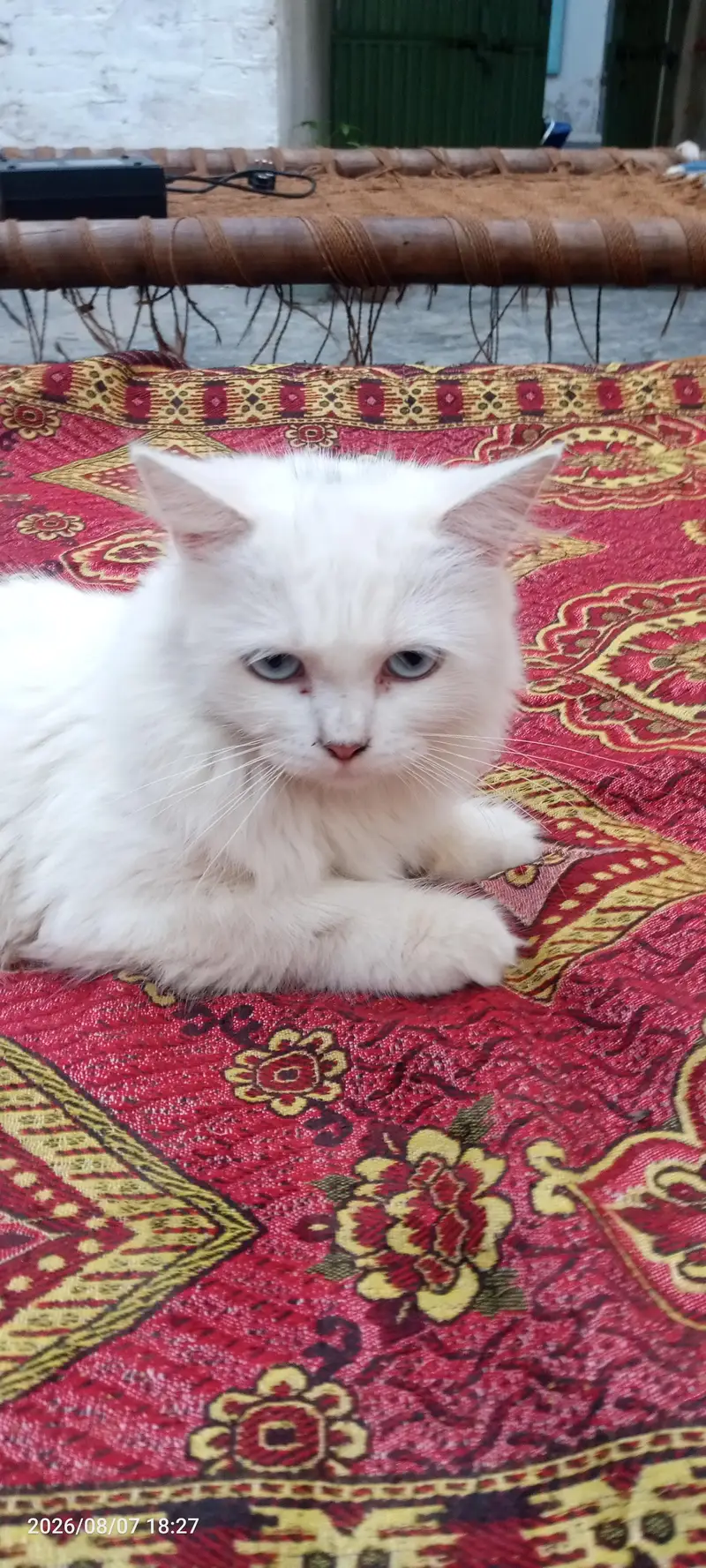 Persian cat for sale — photo 2
