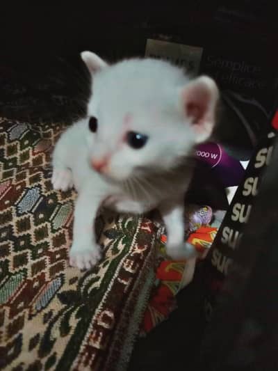 cat babies 3