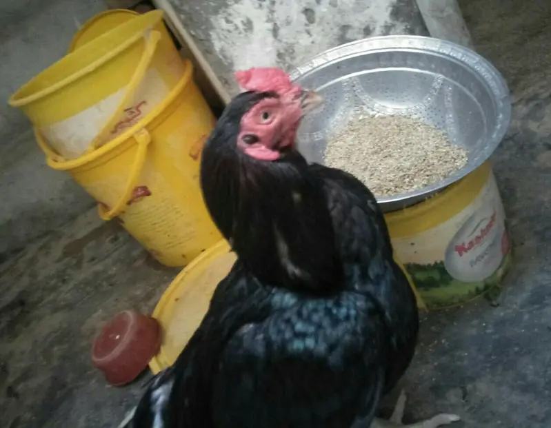 aseel amroha — photo 2