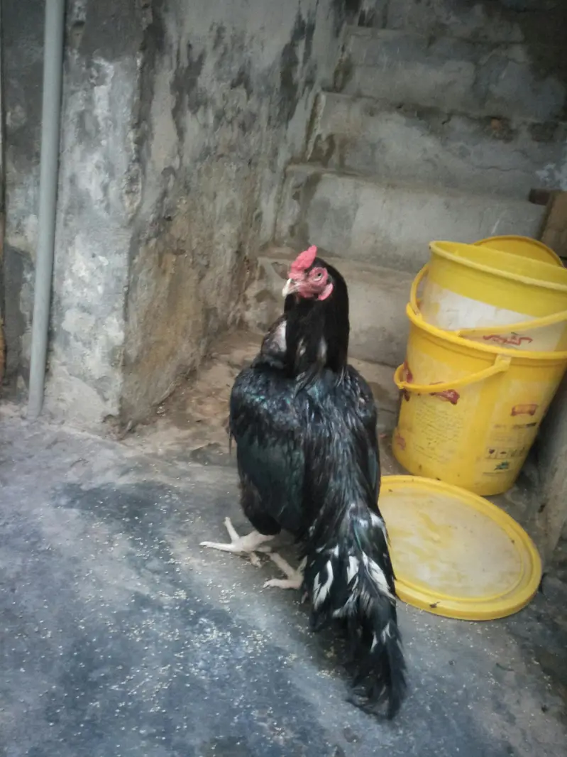 aseel amroha — photo 3