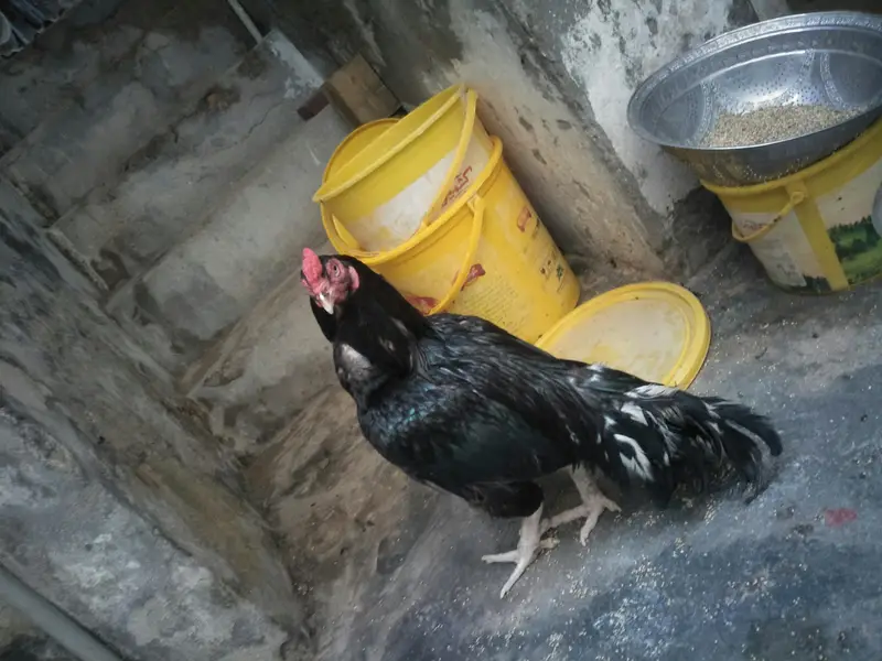 aseel amroha — photo 4