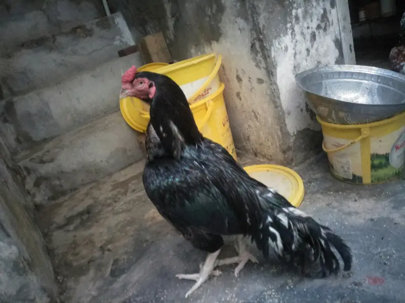 aseel amroha — photo 5