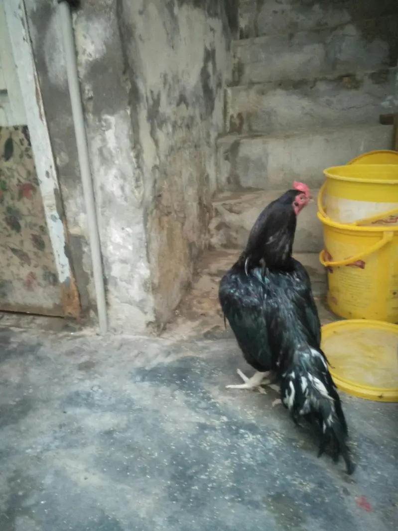 aseel amroha — photo 6
