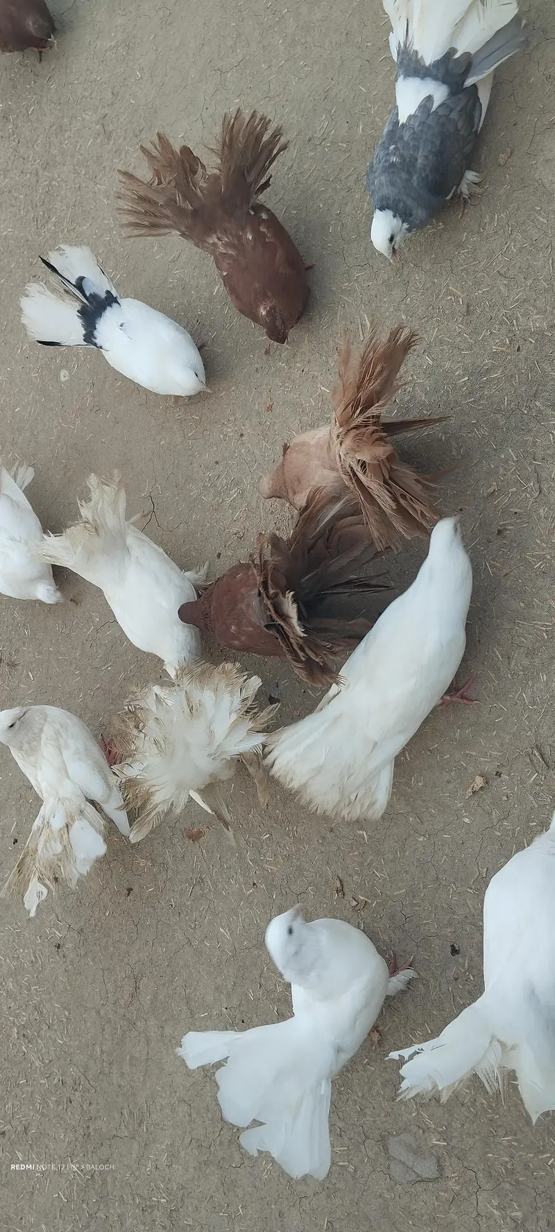 Pigeon for Sale — photo 5