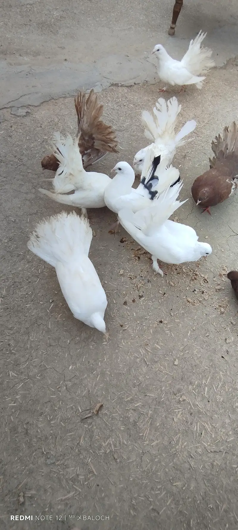 Pigeon for Sale — photo 6