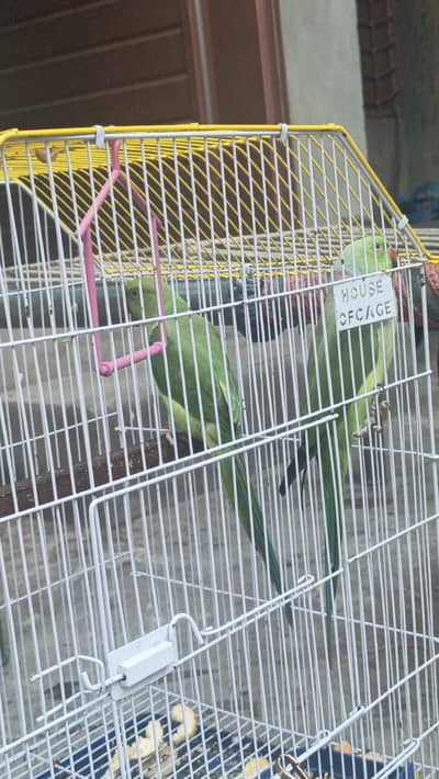 sabaz parrot