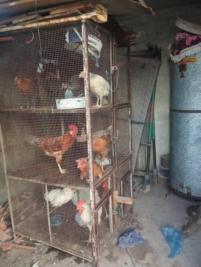 cage pinjra 6.5 feet by 3 feet