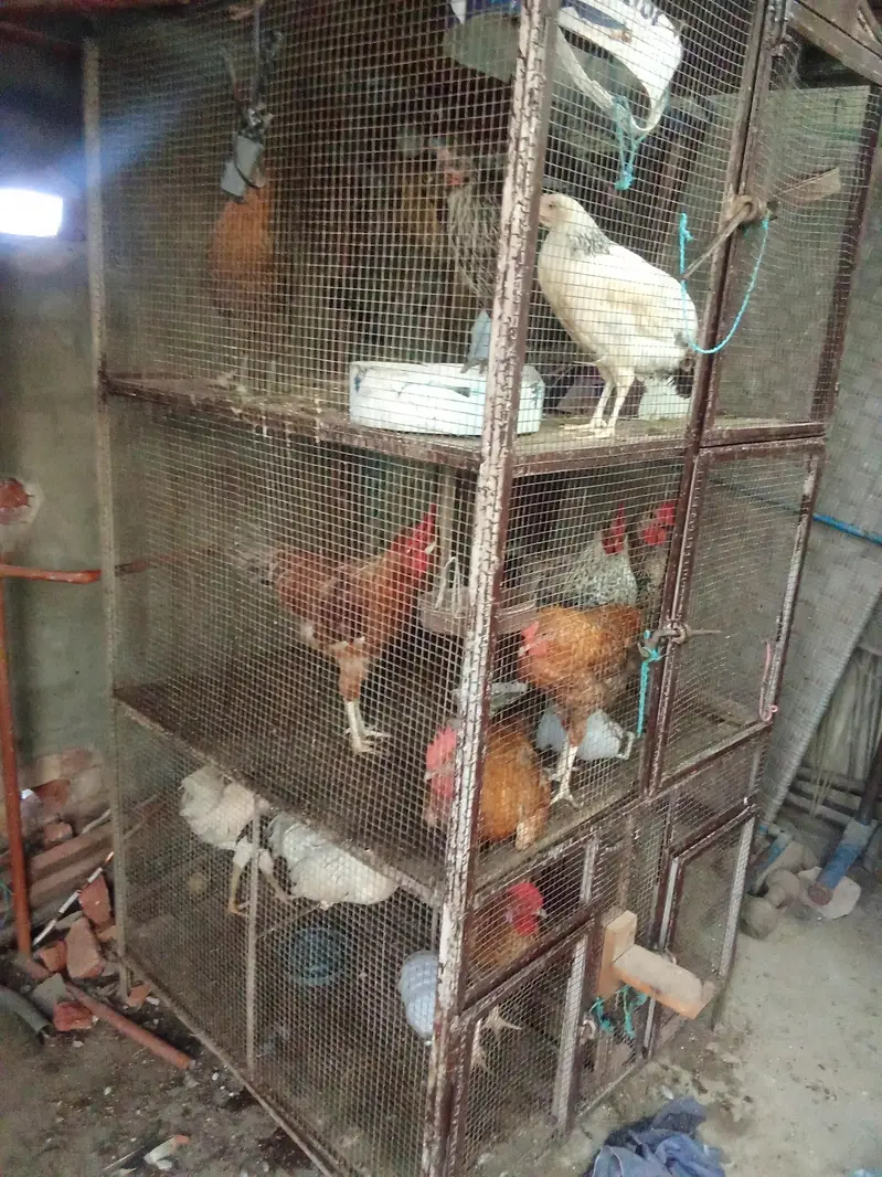 cage pinjra 6.5 feet by 3 feet — photo 3